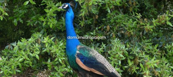 1700m² Land in Girona, Spain No. 160905 14