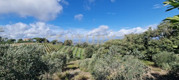 6 bedrooms Villa in Scansano, Italy No. 316846 21