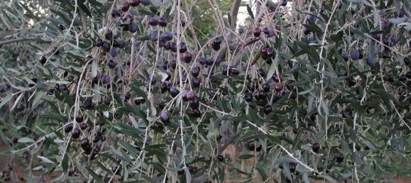 9-salle Maison à Bibbona, Italy No. 230116 23