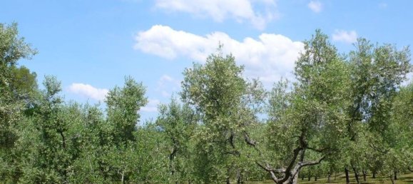 9-salle Maison à Bibbona, Italy No. 230116 21