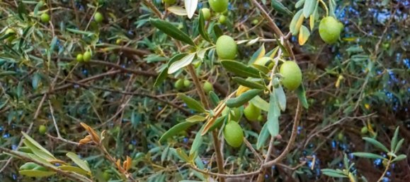 Дом с 20 комнатами в Сан Мауро Кастельверде, Италия № 276161 7