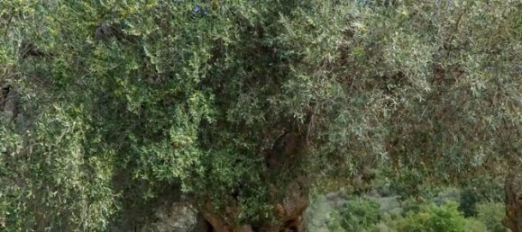 Дом с 20 комнатами в Сан Мауро Кастельверде, Италия № 276161 9