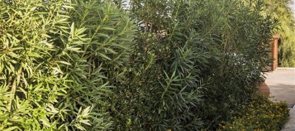 4 غرف نوم عقار تجاري في Chania, Greece رقم 255 22