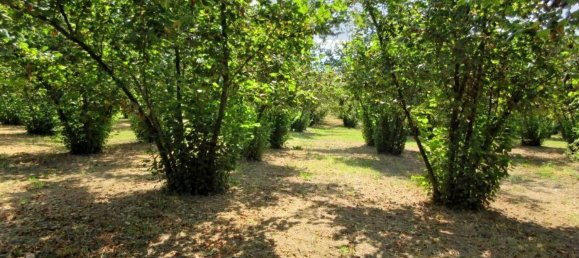 1غرفة قطعة أرض في Riardo, Italy رقم 162098 10