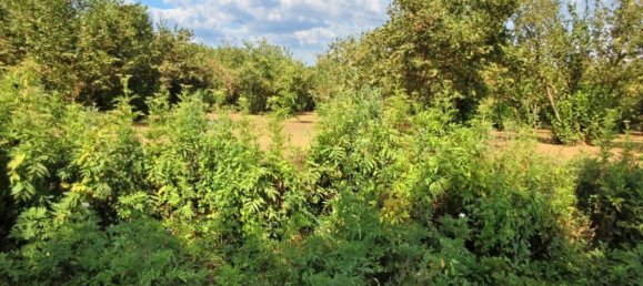 1غرفة قطعة أرض في Riardo, Italy رقم 162098 3