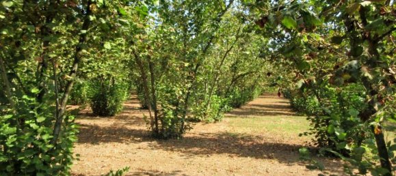 1غرفة قطعة أرض في Riardo, Italy رقم 162098 9