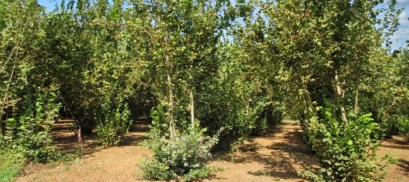 1غرفة قطعة أرض في Riardo, Italy رقم 162098 7