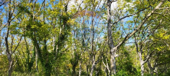 1 room Land in Serra San Quirico, Italy No. 4775 3