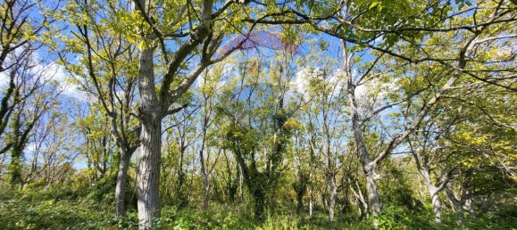 1 room Land in Serra San Quirico, Italy No. 4775 4