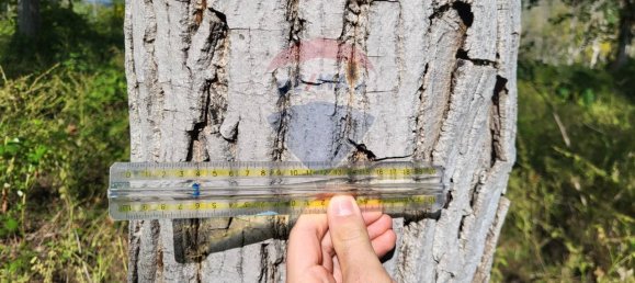 1 room Land in Serra San Quirico, Italy No. 4775 7