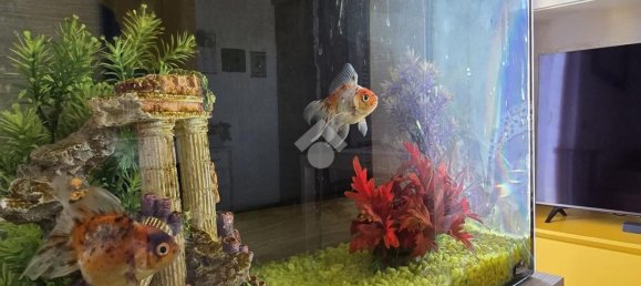 3 bedrooms Duplex in Castel d'Azzano, Italy No. 369999 5