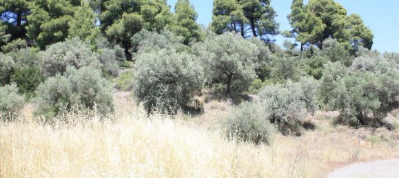 2000m² Hotel in Chalkidiki, Greece No. 6638 3