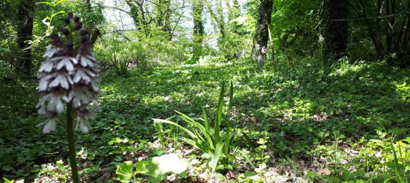 Дом с 8 спальнями в Сент-Мор-де-Турен, Франция № 232835 22