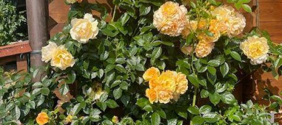 Grundstück in Arnoldstein, Austria 884m², Nr. 221071 7