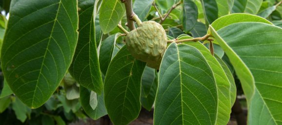 2 bedrooms House in Granada, Spain No. 186801 12