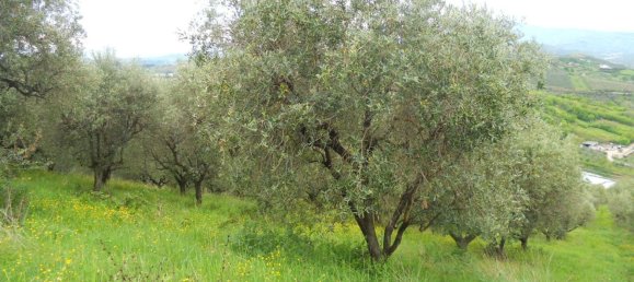 Terreno en Colonnella, Italy 14500 m² No. 156731 4