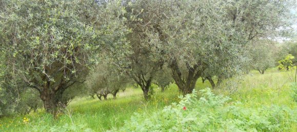 Terreno en Colonnella, Italy 14500 m² No. 156731 5