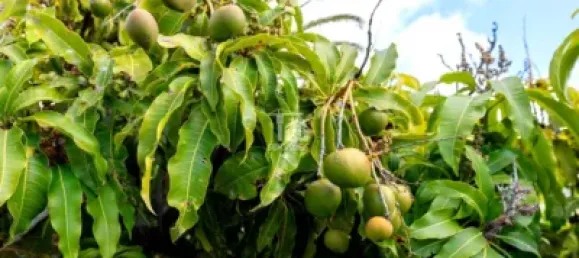 3 bedrooms House in Candelaria, Spain No. 186837 48