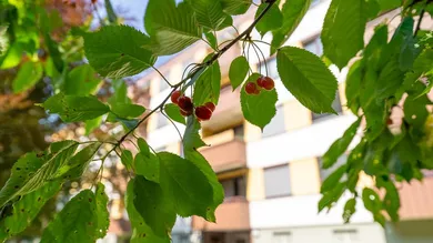 2 bedrooms Apartment in Salzburg, Austria No. 155430