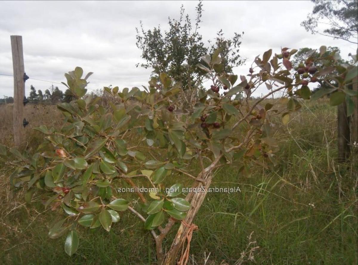 3 Schlafzimmer Haus in Canelones, Uruguay, Nr. 12282