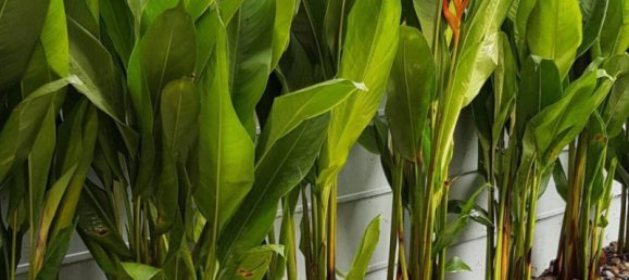 3 غرف نوم منزل في Railay Beach, Thailand رقم 59537 8