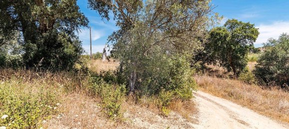 3 Schlafzimmer Grundstück in Santarem, Portugal, Nr. 168750 23
