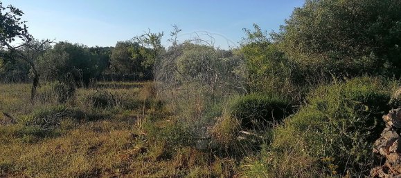 9000m² Land in Sao Bartolomeu de Messines, Portugal No. 38945 4