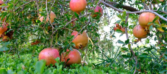 9غرفة فيلا في Termini Imerese, Italy رقم 26223 42