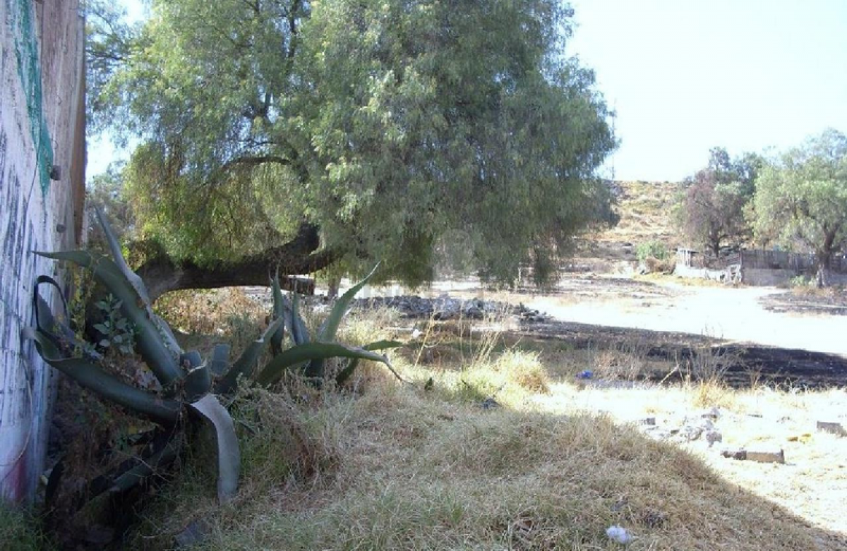  Land in Mexico No. 207146