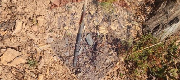 3 bedrooms House in Troviscal, Portugal No. 172364 29