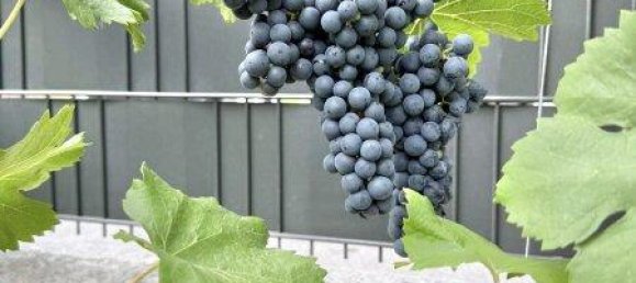 Дом с 7 комнатами в Вена, Австрия № 261751 17