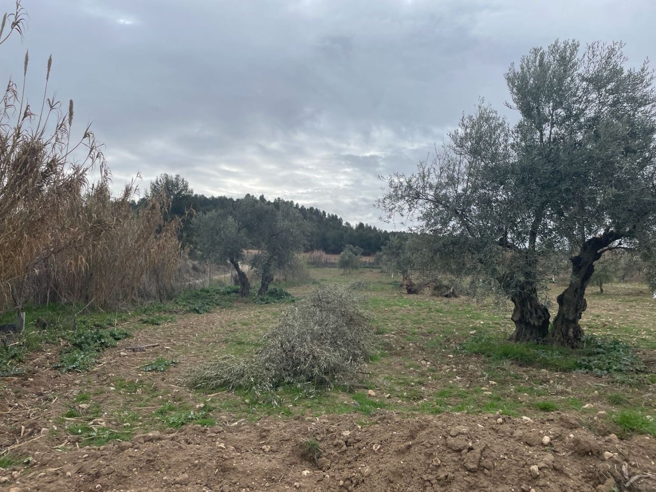  Land in Toledo, Spain No. 237647