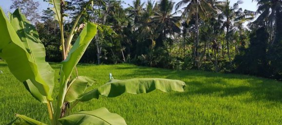 Terrain à Ubud, Indonesia 2620m² No. 3900 2