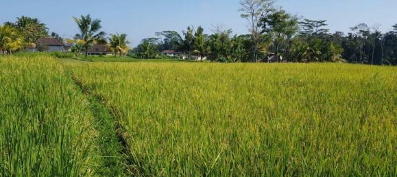 Terrain à Ubud, Indonesia 2620m² No. 3900 3