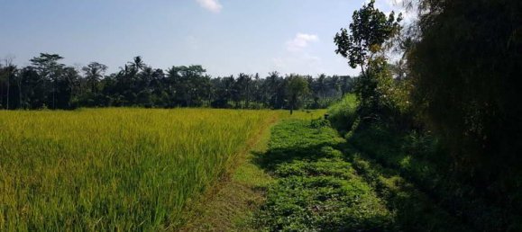 Terrain à Ubud, Indonesia 2620m² No. 3900 9