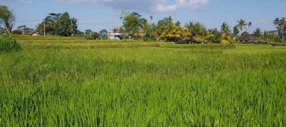 Terrain à Ubud, Indonesia 2620m² No. 3900 10