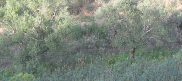  قطعة أرض في Azinhal, Portugal 5560متر مربع رقم 69789 21