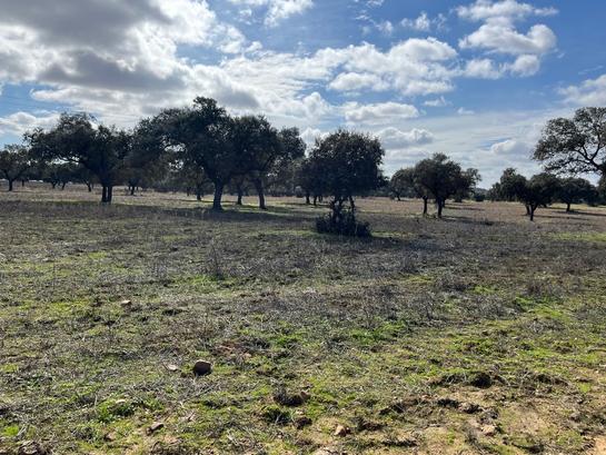 59000m² Land in Caceres, Spain No. 204077