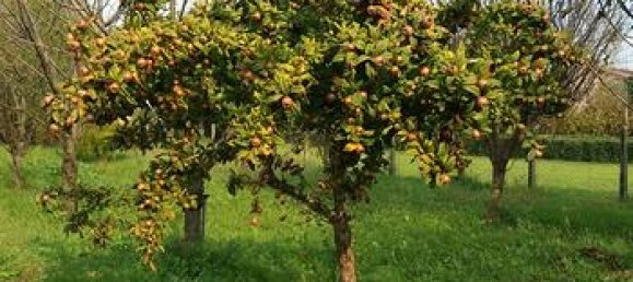 1000m² Land in Rovigo, Italy No. 276764 6