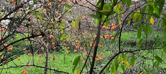 4 غرف نوم منزل في Ansiao, Portugal رقم 171033 4