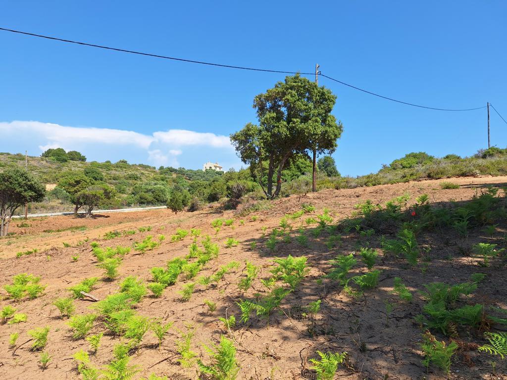 5121m² Land in Corfu, Greece No. 92880