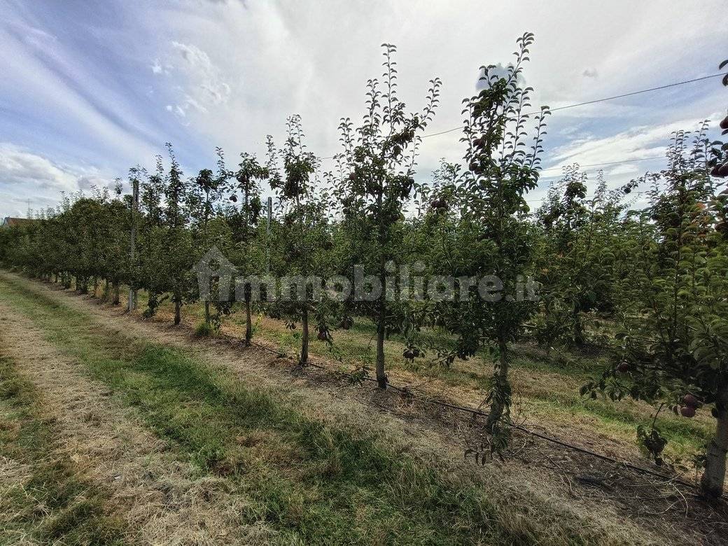  قطعة أرض في Lugo, Italy 56000متر مربع رقم 288963