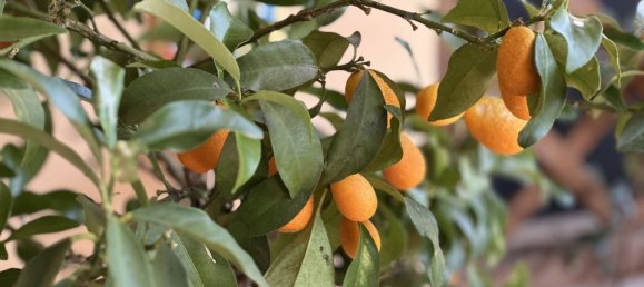 3 bedrooms Apartment in Pontassieve, Italy No. 295161 8