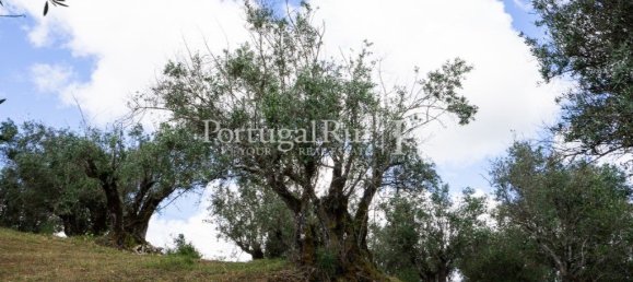 4 chambres Maison à Montemor o Novo, Portugal No. 15080 43