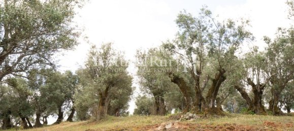 4 chambres Maison à Montemor o Novo, Portugal No. 15080 46