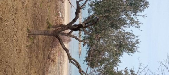 قطعة أرض في Ortona, Italy 1800متر مربع رقم 271253 5