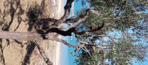 قطعة أرض في Ortona, Italy 1800متر مربع رقم 271253 6