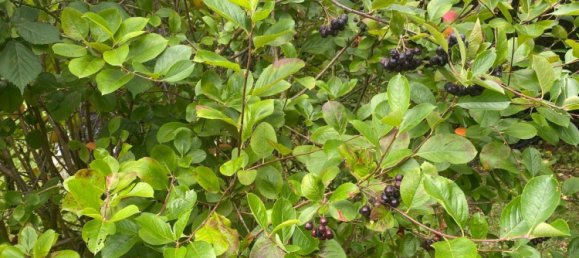 Land in Erfurt, Germany No. 267776 12