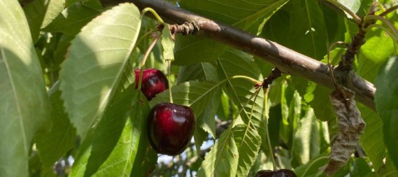 Land in Erfurt, Germany No. 267776 3