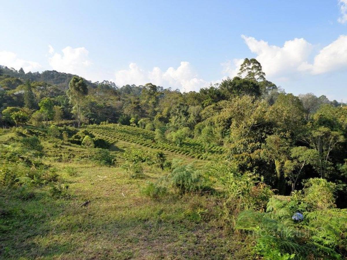  Land in Antioquia, Colombia No. 397
